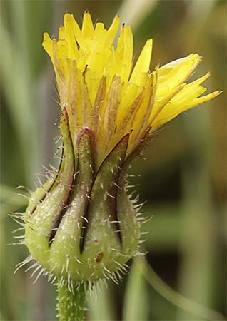 Flor de la cerraja