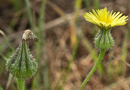 Cerraja (Sonchus oleraceus)