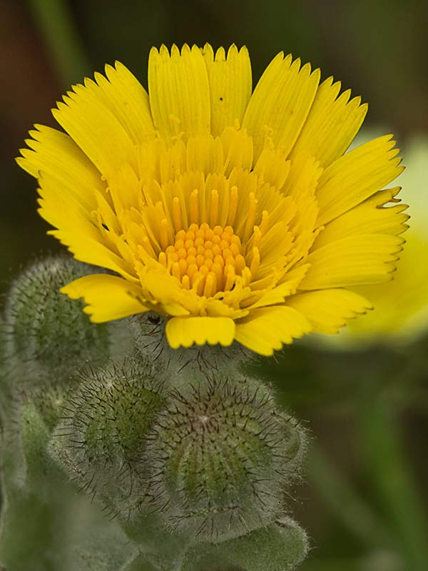 Flor de la cerraja lanuda (Andryala integrifolia)