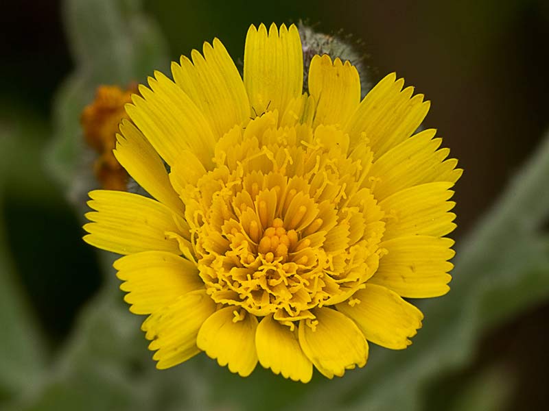 Flor de la cerraja lanuda (Andryala integrifolia)