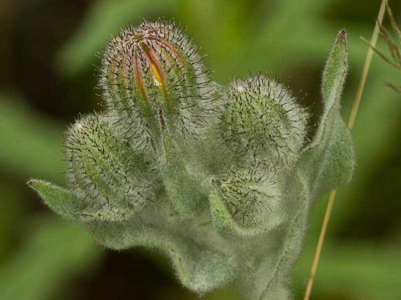 Flor de la cerraja lanuda (Andryala integrifolia)