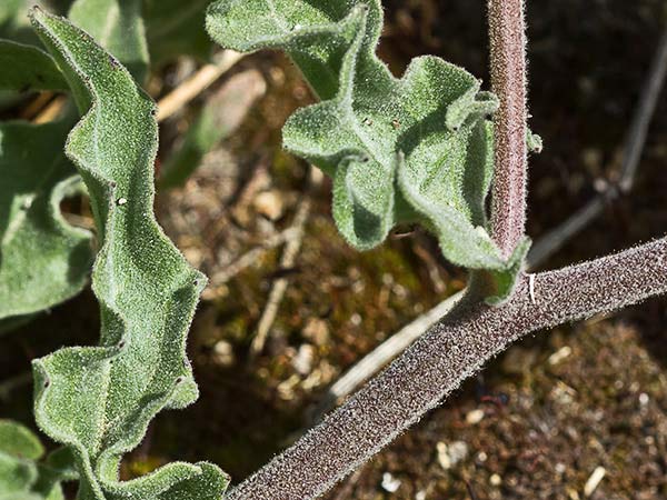 Tallo y hojas de la cerraja lanuda (Andryala integrifolia)