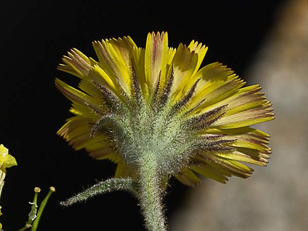 Detalle de un capítulo de la cerraja lanuda (Andryala integrifolia)