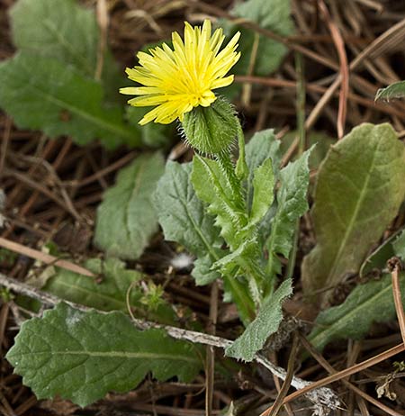 Cerraja o lechuguilla (Sonchus oleraceus)