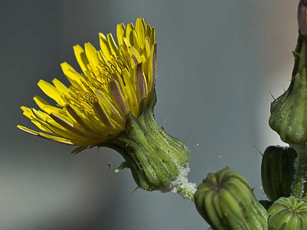 Cerraja tierna (Sonchus tenerrimus)