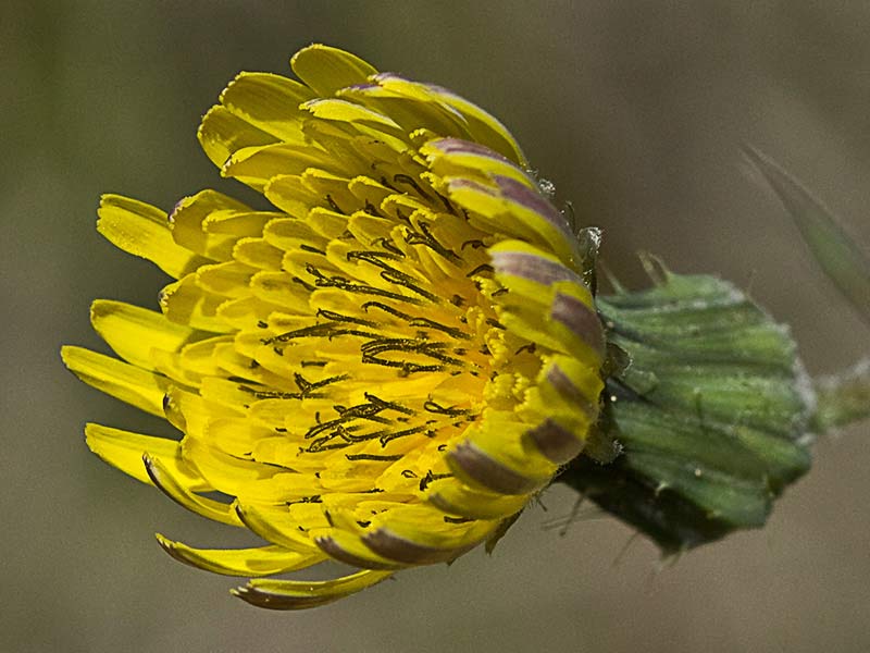 Cerraja tierna (Sonchus tenerrimus)