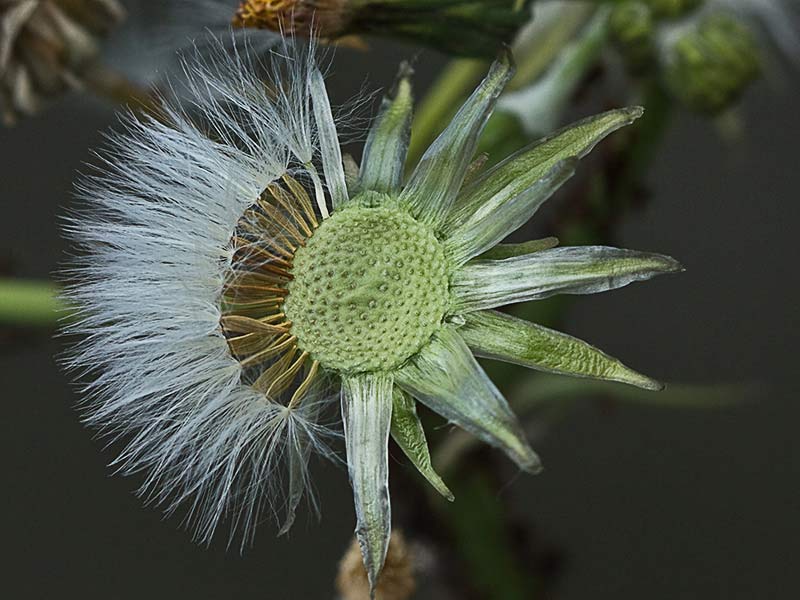 Cerraja tierna (Sonchus tenerrimus)