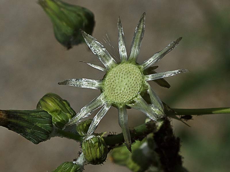 Cerraja tierna (Sonchus tenerrimus)