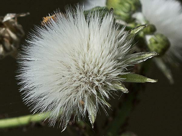 Cerraja tierna (Sonchus tenerrimus)