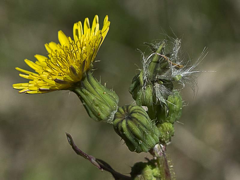Cerraja tierna (Sonchus tenerrimus)