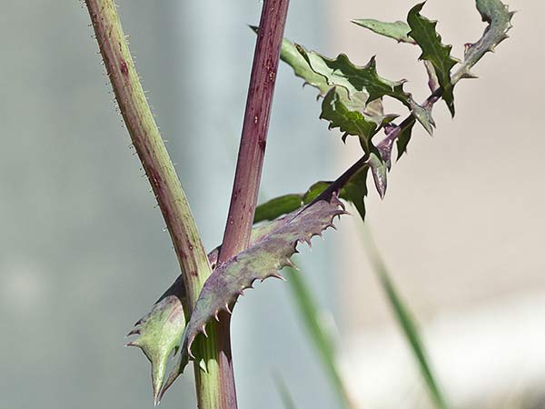 Inflorescencia de la cerraja tierna (Sonchus tenerrimus)