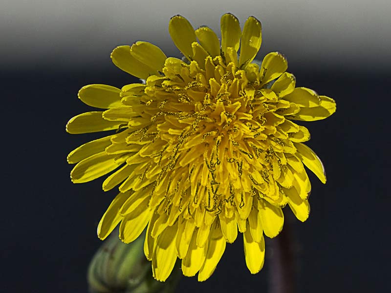 Inflorescencia  la cerraja tierna (Sonchus tenerrimus)