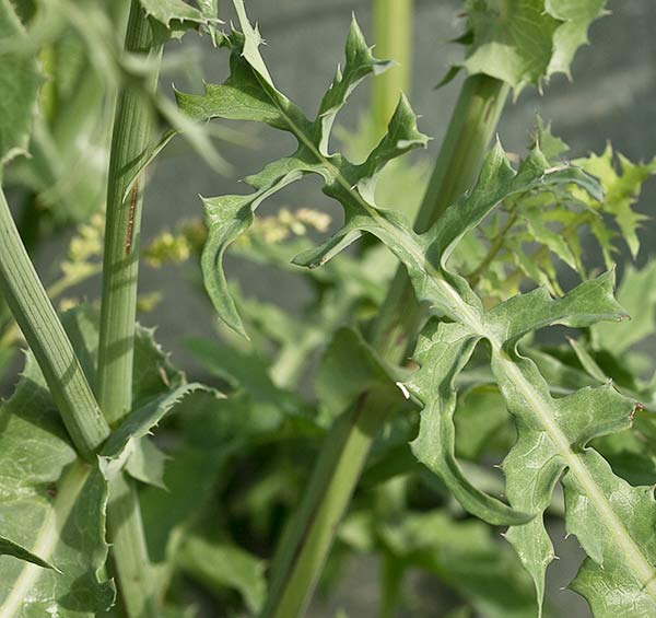 Cerraja tierna (Sonchus tenerrimus)