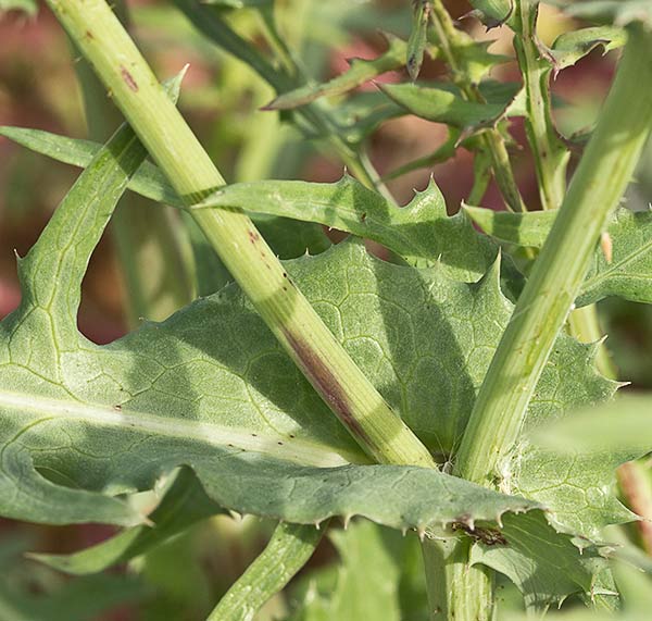 Cerraja tierna (Sonchus tenerrimus)