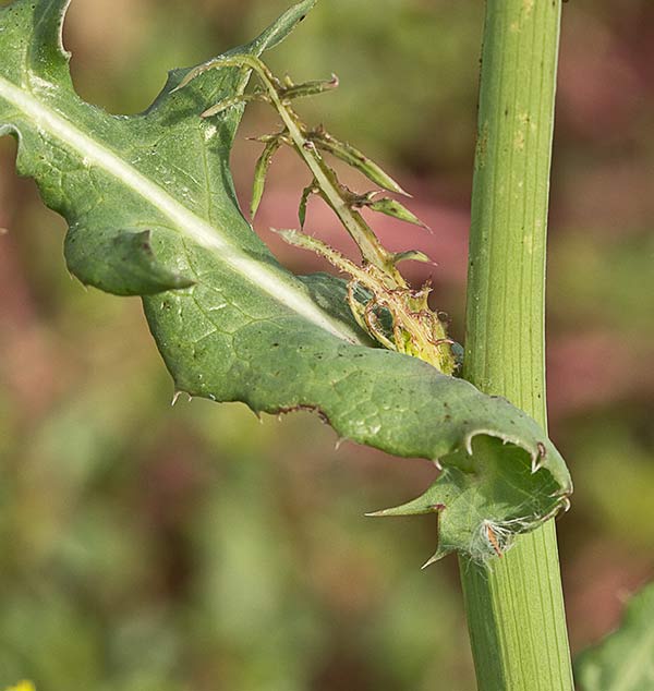 Cerraja tierna (Sonchus tenerrimus)