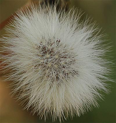 Vilano de la cerraja (Sonchus oleraceus)