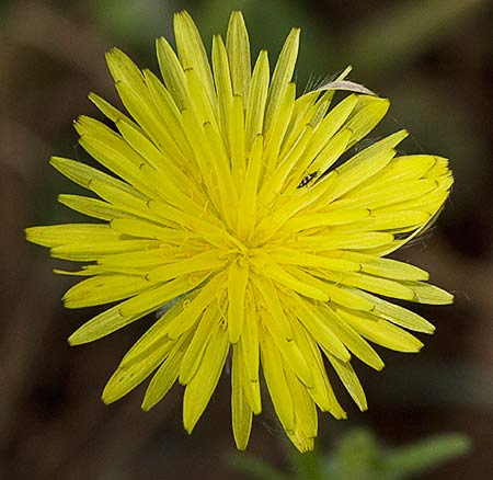 Flor de la cerraja (Sonchus oleraceus)