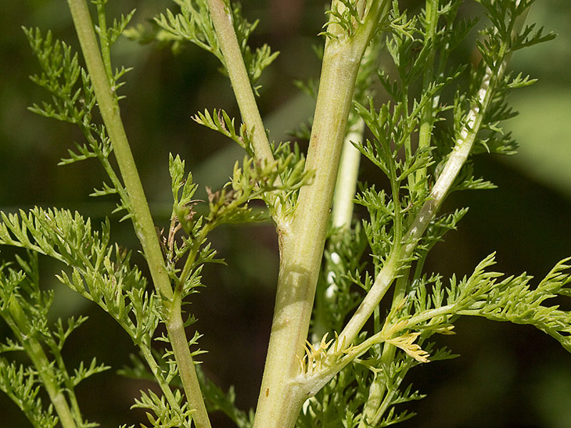 Manzanilla romana (Chamaemelum nobile)