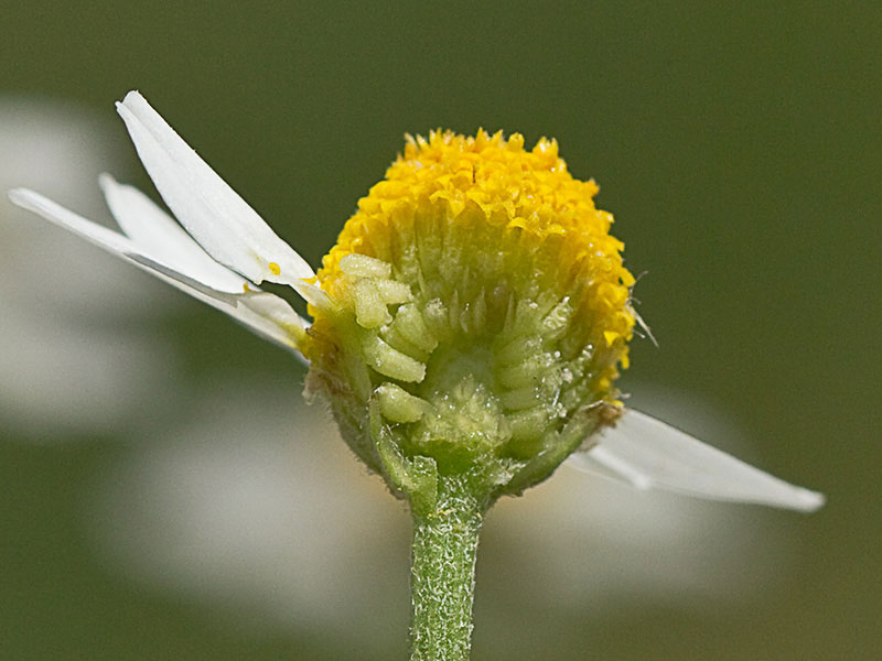 Manzanilla romana (Chamaemelum nobile)