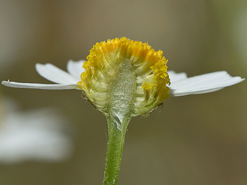 Manzanilla romana (Chamaemelum nobile)