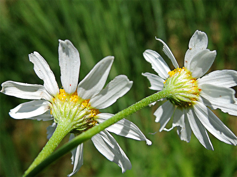 Manzanilla romana (Chamaemelum nobile)