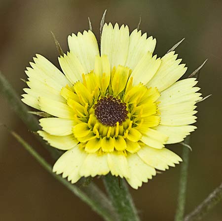 Tolpis umbellata