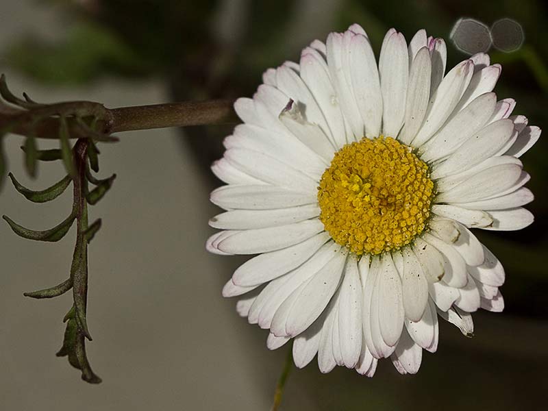 Chiribita (Bellis perennis)