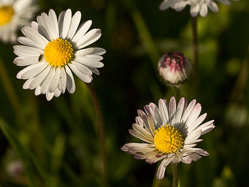 Chiribita (Bellis perennis)