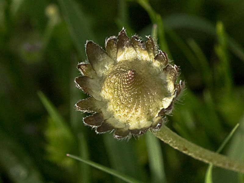 Receptáculo de la Chiribita (Bellis perennis)