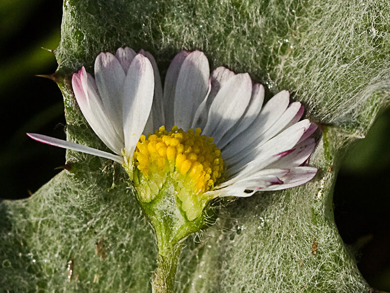Sección de la inflorescencia de la Chiribita (Bellis perennis)