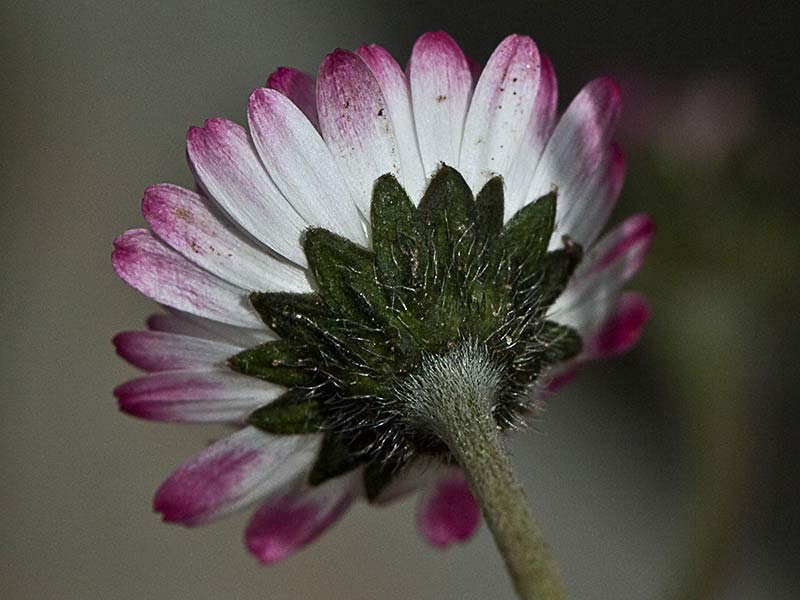 Chiribita (Bellis perennis)