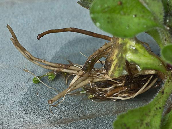 Chiribita (Bellis perennis)