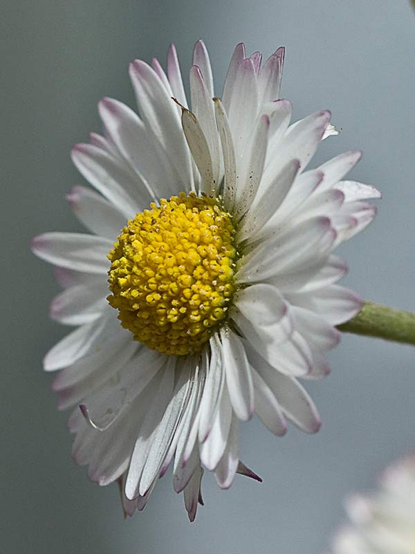 Chiribita (Bellis perennis)