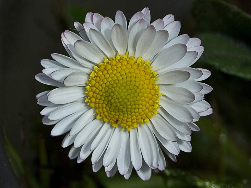 Chiribita (Bellis perennis)