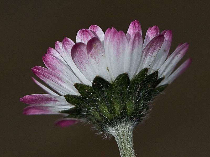 Chiribita (Bellis perennis)