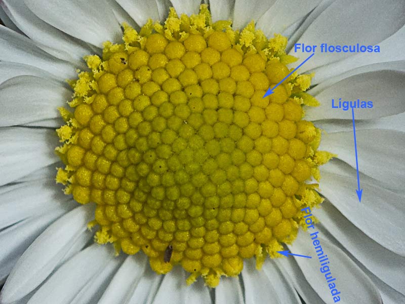 Chiribita (Bellis perennis)