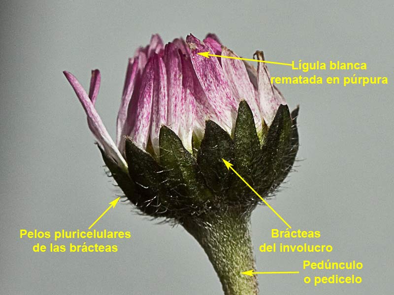 Chiribita (Bellis perennis)