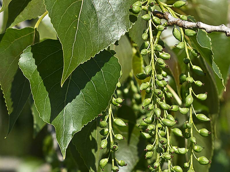 Chopo (Populus nigra)