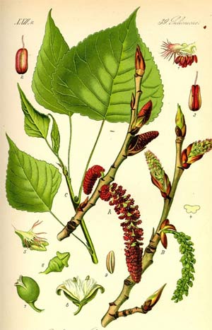 Hojas y flores del chopo