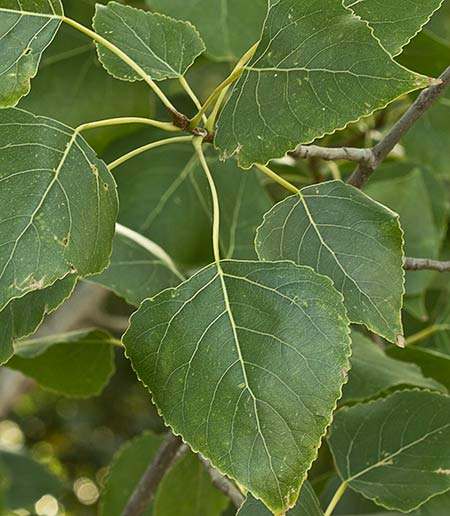 Hojas de Chopo (Populus nigra)