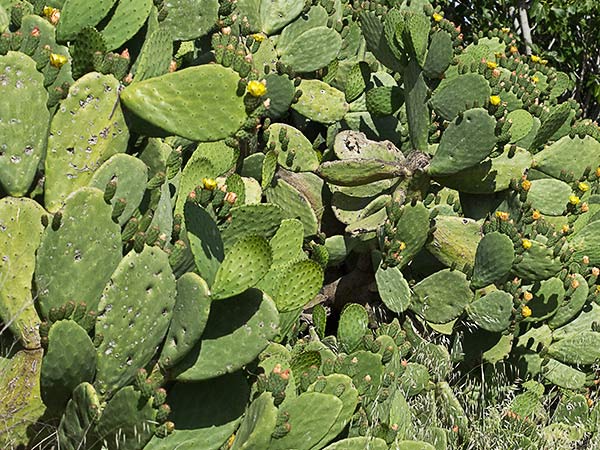 Chumbera (Opuntia ficus-indica)