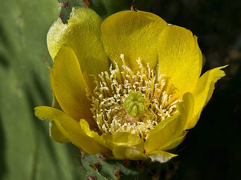 Chumbera (Opuntia ficus-indica)