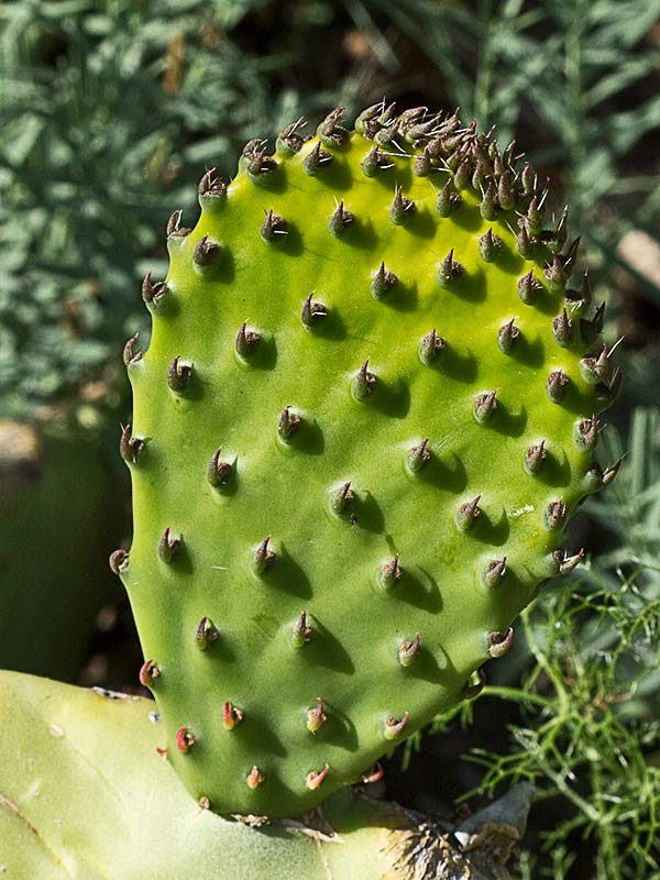 Chumbera (Opuntia ficus-indica)