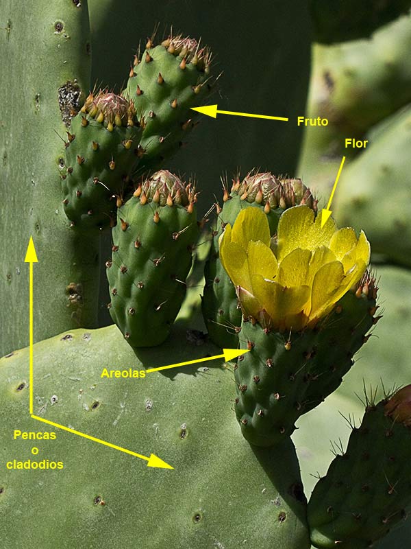 Chumbera (Opuntia ficus-indica)