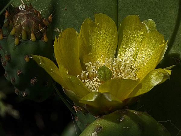 Chumbera (Opuntia ficus-indica)