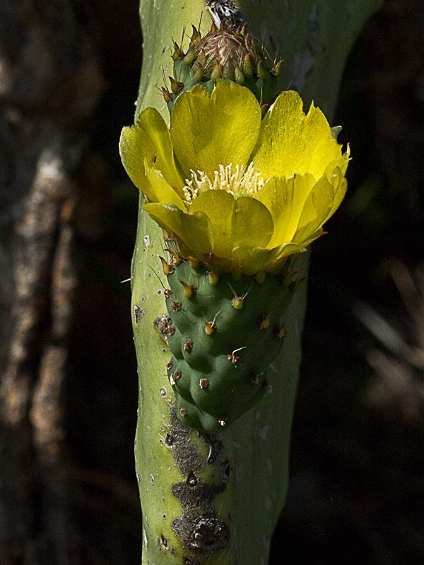 Chumbera (Opuntia ficus-indica)