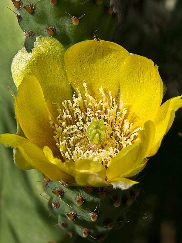 Chumbera (Opuntia ficus-indica)
