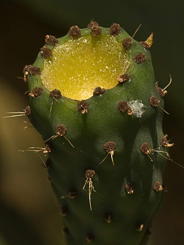 Chumbera (Opuntia ficus-indica)