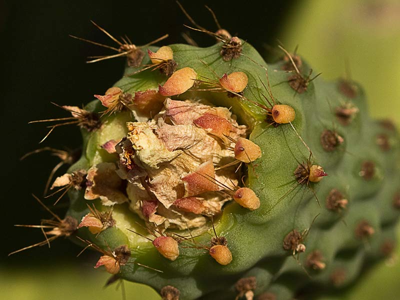 Chumbera (Opuntia ficus-indica)