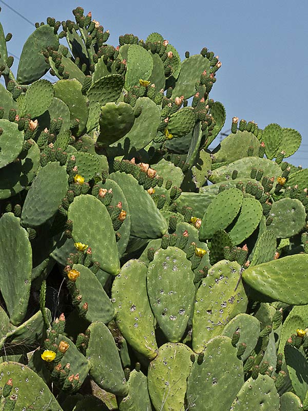 Chumbera (Opuntia ficus-indica)